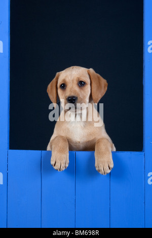 Yellow Labrador Puppy looking from blue kennel Stock Photo