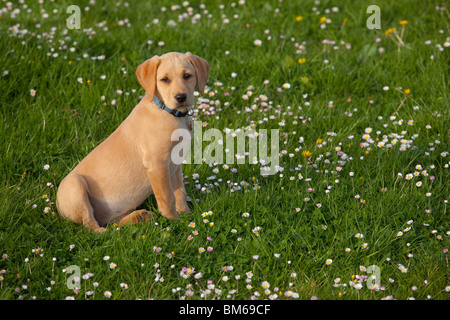 Yellow Labrador Puppy playing in flowery meadow Stock Photo