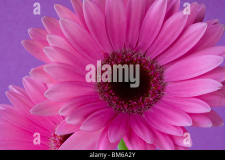 Pink Gerbera in close up Stock Photo