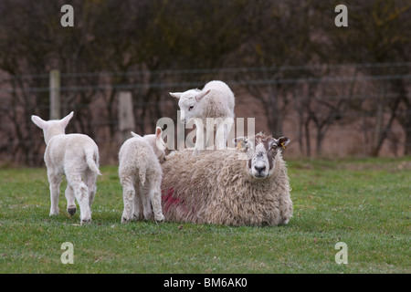 Lambs jumping on resting ewe in spring Stock Photo