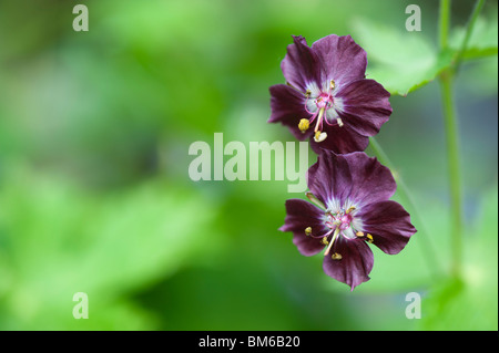 Geranium phaeum flowers. Dusky Cranesbill Stock Photo