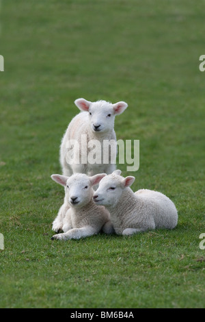 Spring Lambs playing in meadow at Easter time Stock Photo