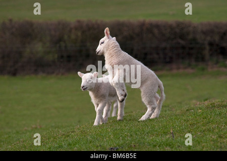 Spring Lambs jumping in Spring time Stock Photo