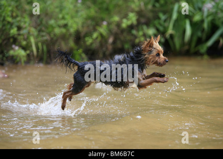 Yorkshire Terrier in water Stock Photo