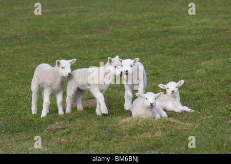 Spring Lambs playing in meadow at Easter time Stock Photo