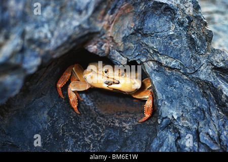 close up of land crab hidden in hole Stock Photo