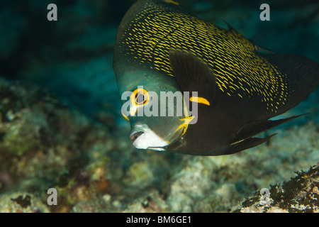 French Angelfish (Pomacanthus paru) on a tropical coral reef in Bonaire, Netherlands Antilles. Stock Photo