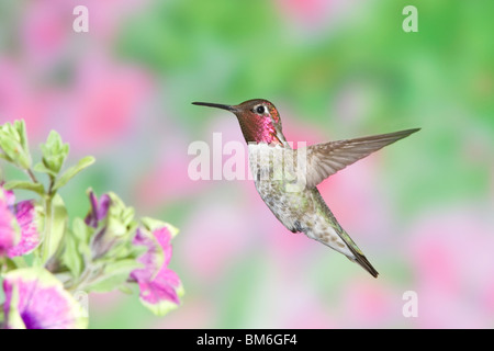 Anna's Hummingbird in Petunia x hybrida 'Pretty Much Picasso' Stock Photo