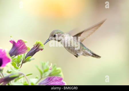 Female Anna's Hummingbird in Petunia x hybrida 'Pretty Much Picasso' Stock Photo