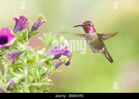 Anna's Hummingbird in Petunia x hybrida 'Pretty Much Picasso' Stock Photo