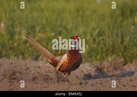 Fasan, phasianus, colchicus, Common, Pheasant Stock Photo