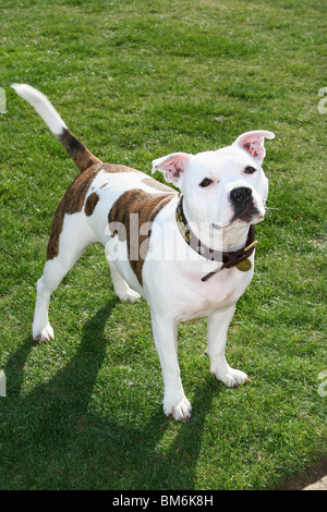 Staffordshire Bull Terrier Stock Photo