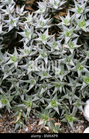 Deuterocohnia lorentziana, Bromeliaceae, North West Argentina and Bolivia, South America Stock Photo