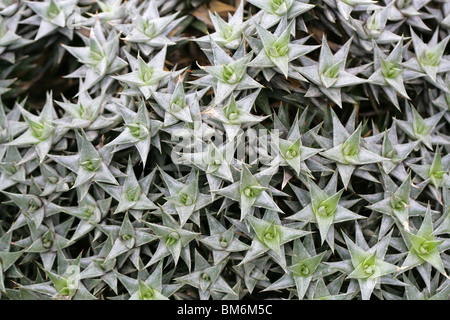 Deuterocohnia lorentziana, Bromeliaceae, North West Argentina and Bolivia, South America Stock Photo
