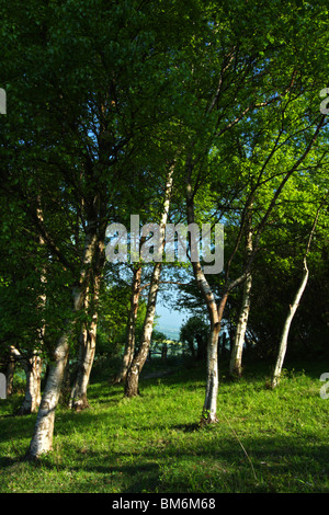 A grove of Birch trees, Linky Down Walk, Aston Rowant National Nature Reserve in The Chilterns, Oxfordshire, United Kingdom Stock Photo