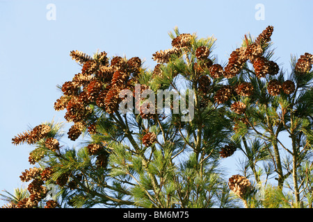 Macedonian Pine, Pinus peuce, Pinaceae, South East Europe Stock Photo