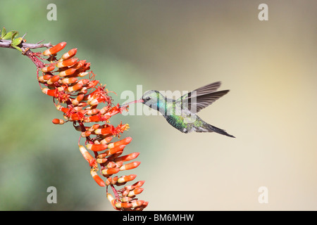 Broad-billed Hummingbird Adult Male at Ocotillo flowers. Stock Photo