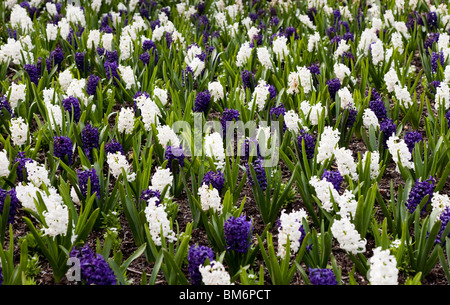 White and blue Hyacinth for background Stock Photo