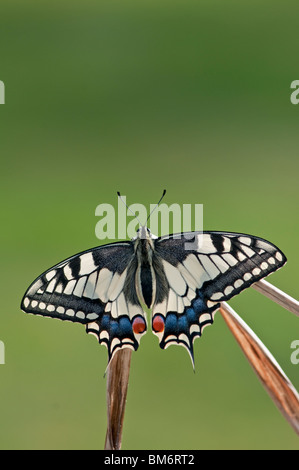 Common Swallowtail Butterfly: Papilio machaon. Captive bred specimen Stock Photo