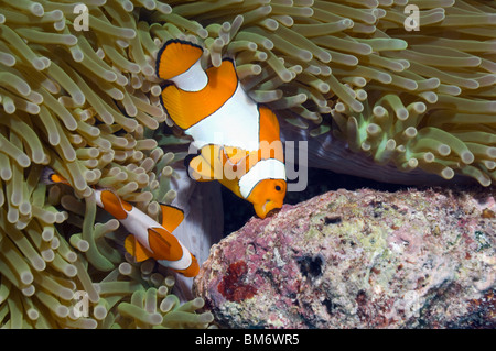 False clown anemonefish (Amphiprion ocellaris) female and small male preparing coral rock patch prior to spawning. Stock Photo