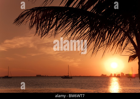 Palm on tropical beach at sunset Stock Photo