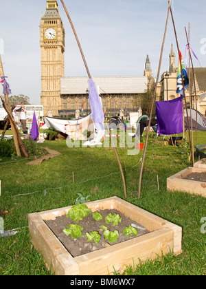 Peace camp set up by various activist groups in Parliament Square London May 2010 - garden of lettuces Stock Photo