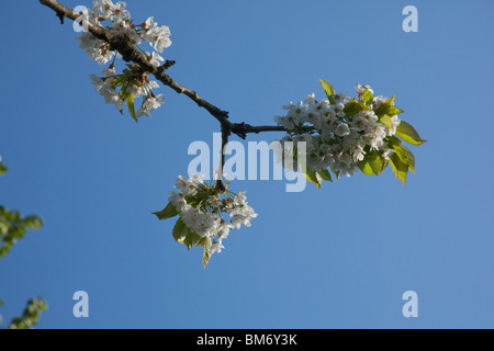 Cherry tree flowers or blossom, Hampshire England, united Kingdom. Stock Photo