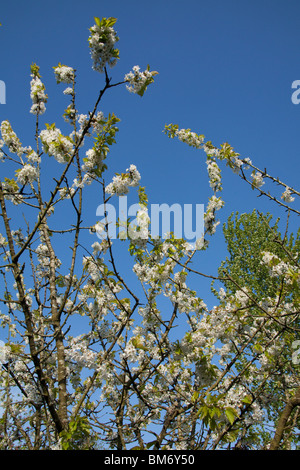 Cherry tree flowers or blossom, Hampshire England, united Kingdom. Stock Photo