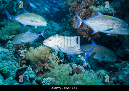 Bluefin trevally (Caranx melampygus) hunting over coral reef. Egypt, Red Sea. Stock Photo