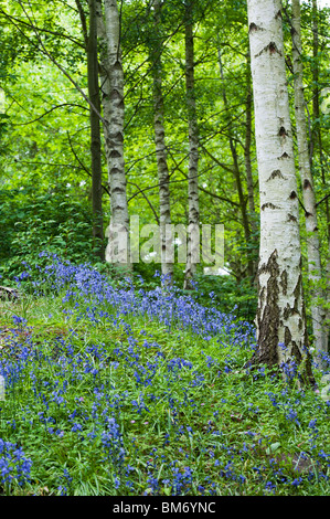 Hyacinthoides non scripta. Bluebells in amongst silver birch trees. RHS Wisley gardens, England Stock Photo