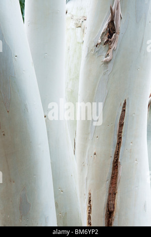 Eucalyptus dalrympleana. Mountain gum tree trunks Stock Photo