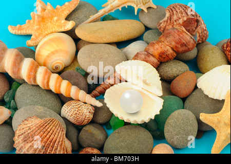 Pearl in the open cockleshell. On a background of objects of a sea life Stock Photo