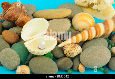 Pearl in the open cockleshell. On a background of objects of a sea life Stock Photo