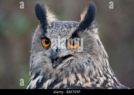 European Eagle Owl, Head shot Stock Photo