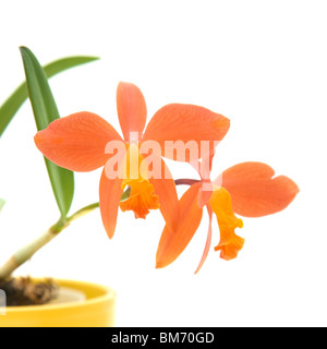 small bright orange flowering cattleya orchid in yellow pot; isolated on white Stock Photo