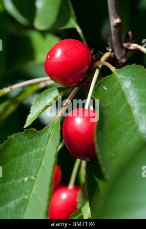ripe bing cherry Prunus avium on the tree Stock Photo