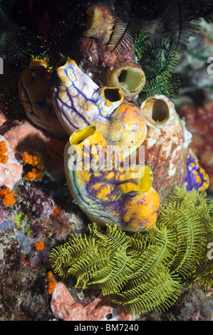 Tunicate or sea squirt Polycarpa aurata. Misool, Raja Ampat, West Papua, Indonesia. Stock Photo