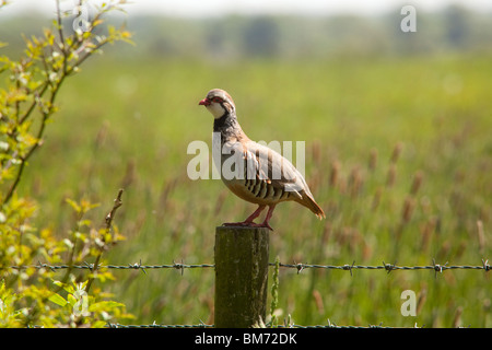 Red legged Partridge (Alectoris rufa) or French Partridge, Hampshire, England. Stock Photo