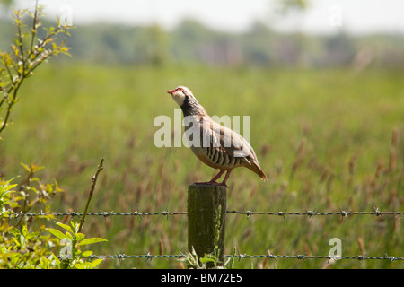 Red legged Partridge (Alectoris rufa) or French Partridge, Hampshire, England. Stock Photo