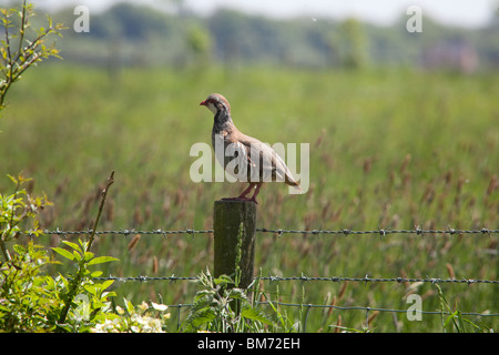 Red legged Partridge (Alectoris rufa) or French Partridge, Hampshire, England. Stock Photo