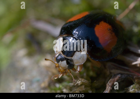 Extreme close-up of a Black (4-Spot) Harlequin Ladybird washing its face Stock Photo