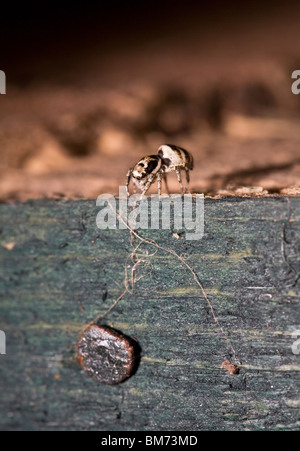 Zebra spider (Salticus scenicus) Stock Photo