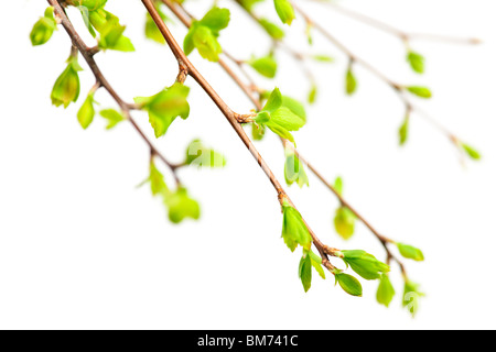Branches with young green spring leaves isolated on white background ...