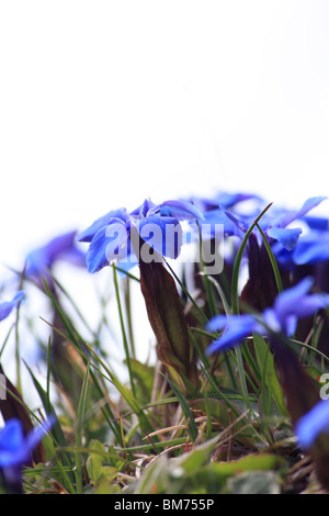 Blossoming blue gentiana Stock Photo