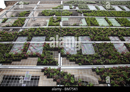 COPENHAGEN MAY 22, 2010 - inauguration ceremony of the green, living facade of the European Environment Agency - Europe in Bloom Stock Photo