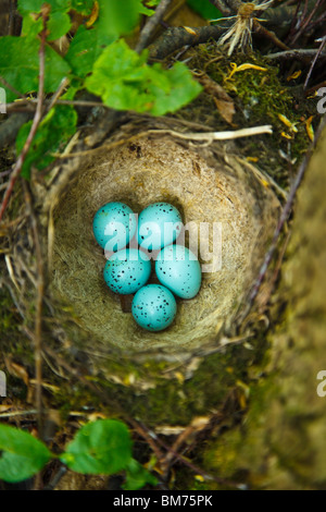 Song Thrush, Turdus philomelos. The Nest of bird with five blue eggs. Stock Photo