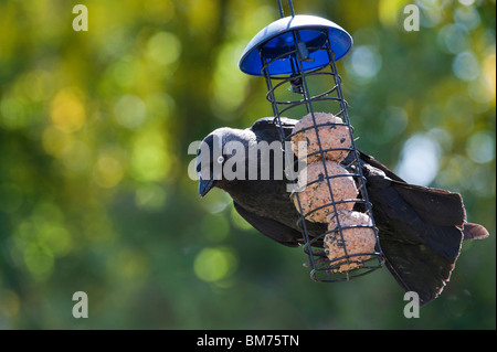 Corvus monedula. Jackdaw on a suet ball feeder in an english garden. UK Stock Photo