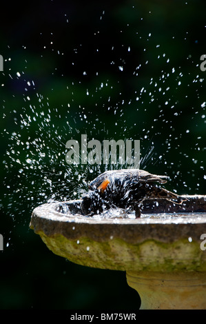 Sturnus vulgaris. Starling washing in a garden stone bird bath. UK Stock Photo