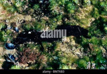 Cotton-spinner sea-cucumber (Holothuria forskali) in a rockpool, Portugal Stock Photo