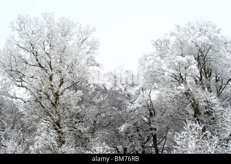 Snow covered trees after a heavy snowfall in Tinker Woods, Downley, High Wycombe, Buckinghamshire, United Kingdom Stock Photo